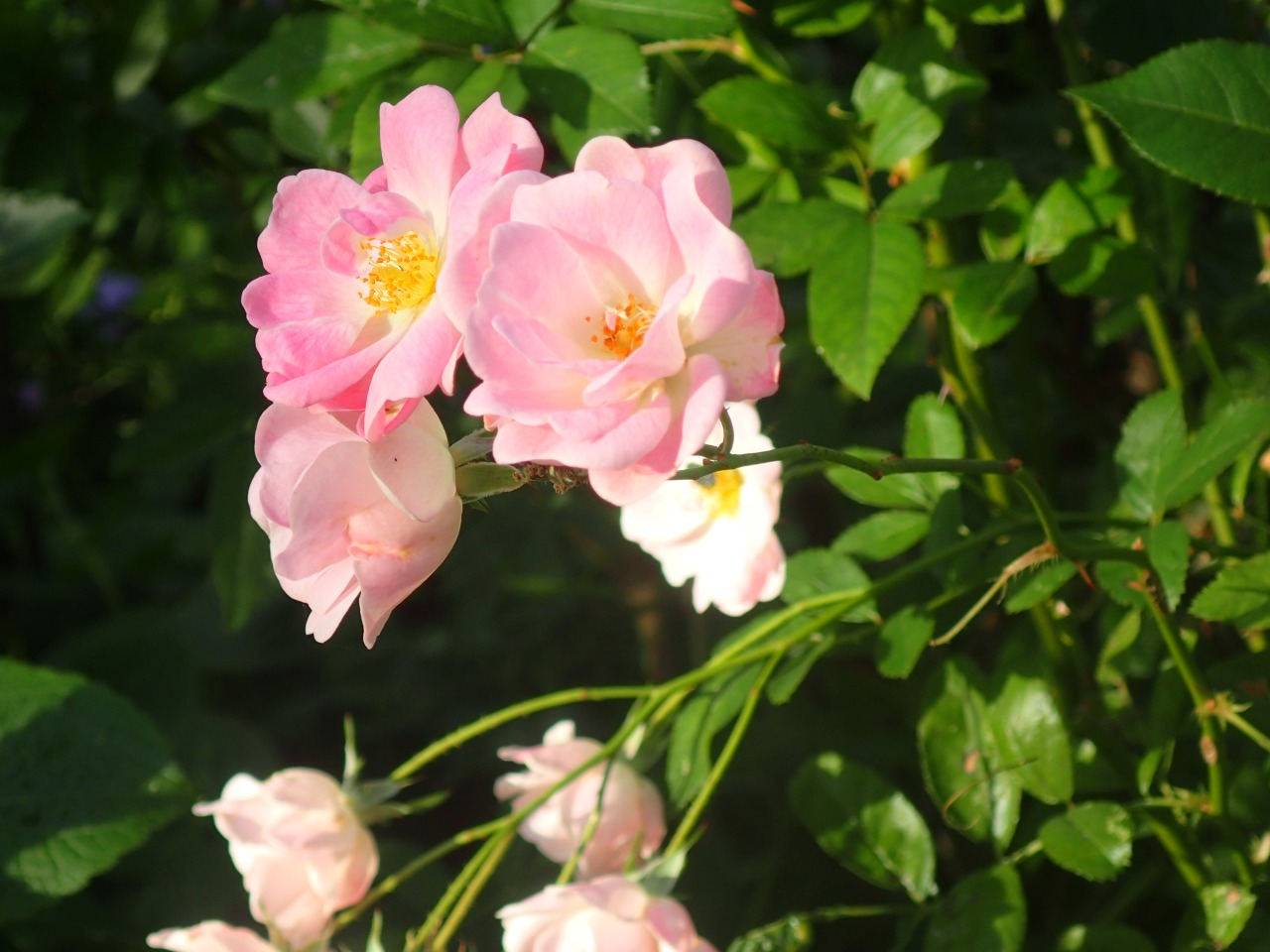 PB170743.JPG