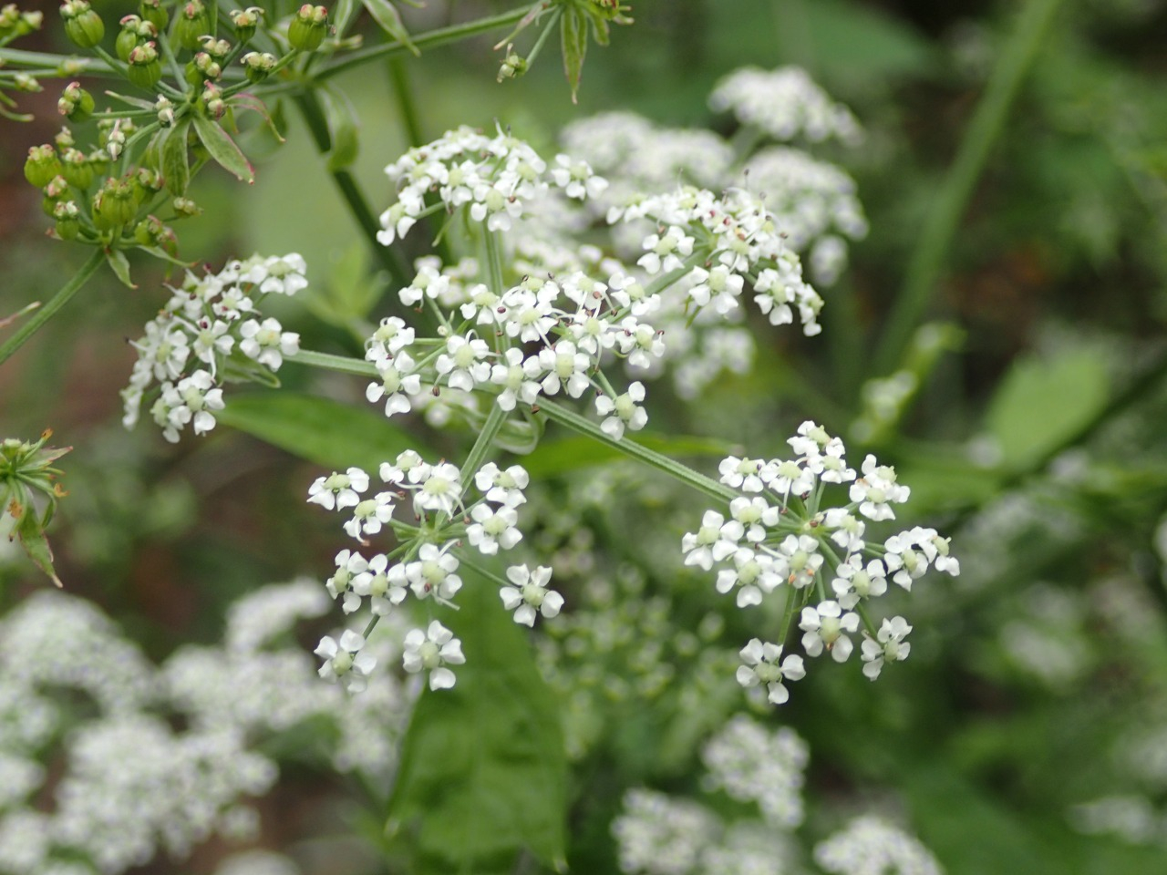 PA260148.JPG