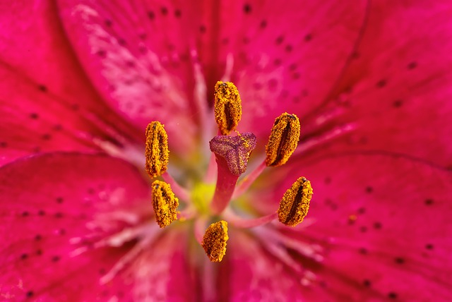 pink-flower-7294155_640 (1).jpg