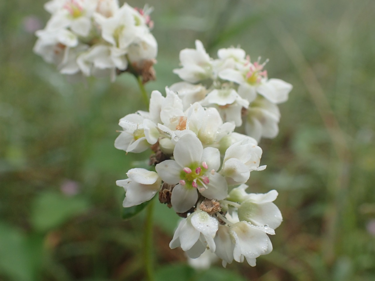PA050293.JPG