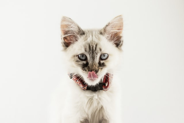 aline-de-nadai-UipsacuglmE-unsplash.jpg