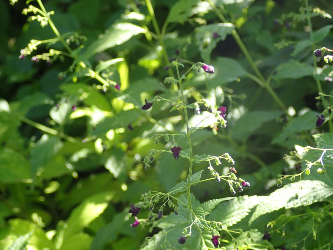 PA100189.JPG