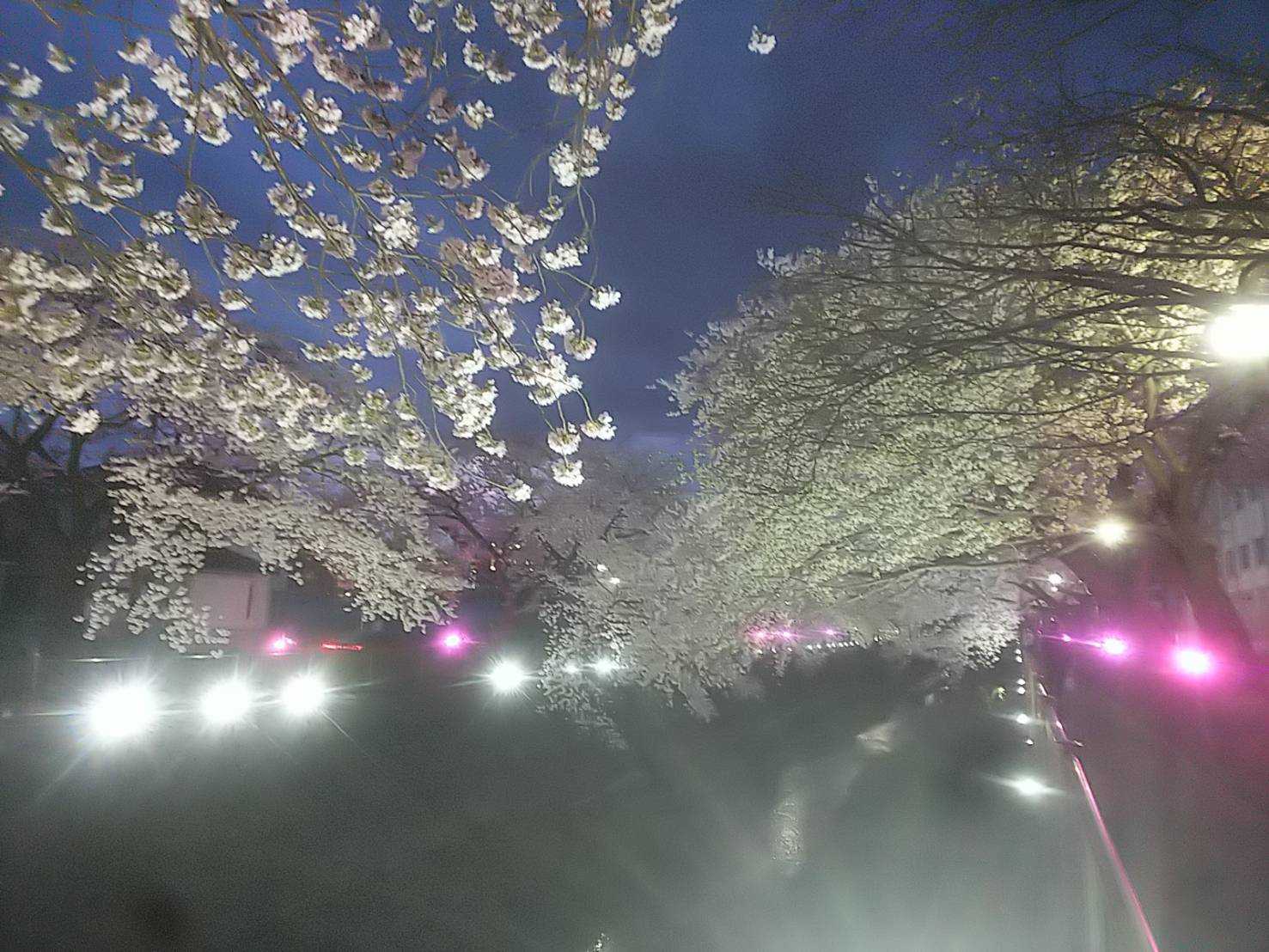 2023年桜（三沢川）26.jpg
