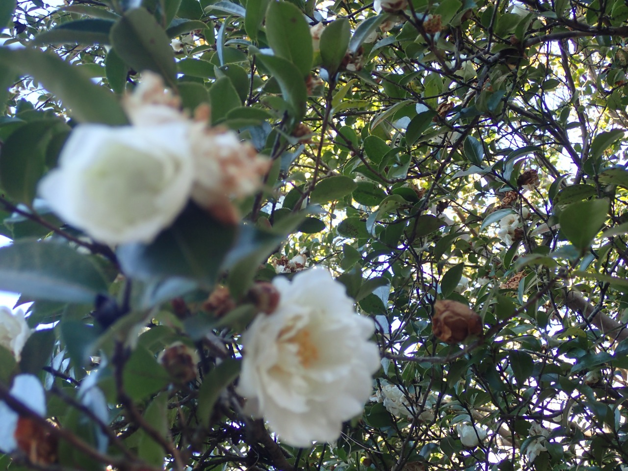 P1270534.JPG