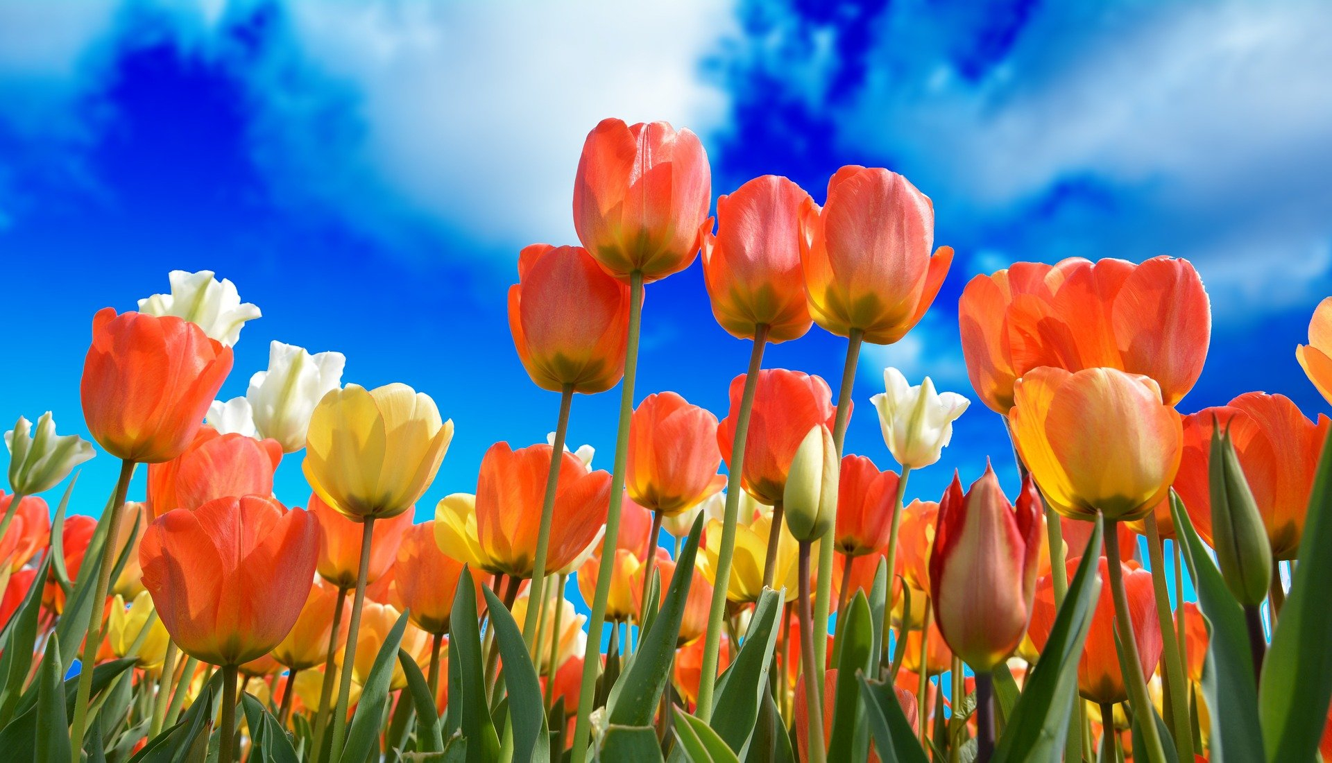 tulips-3251607_1920.jpg