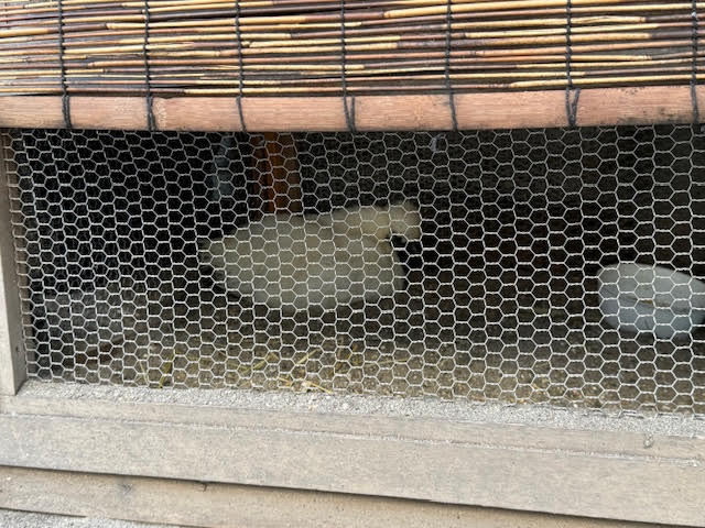 くらら.jpg
