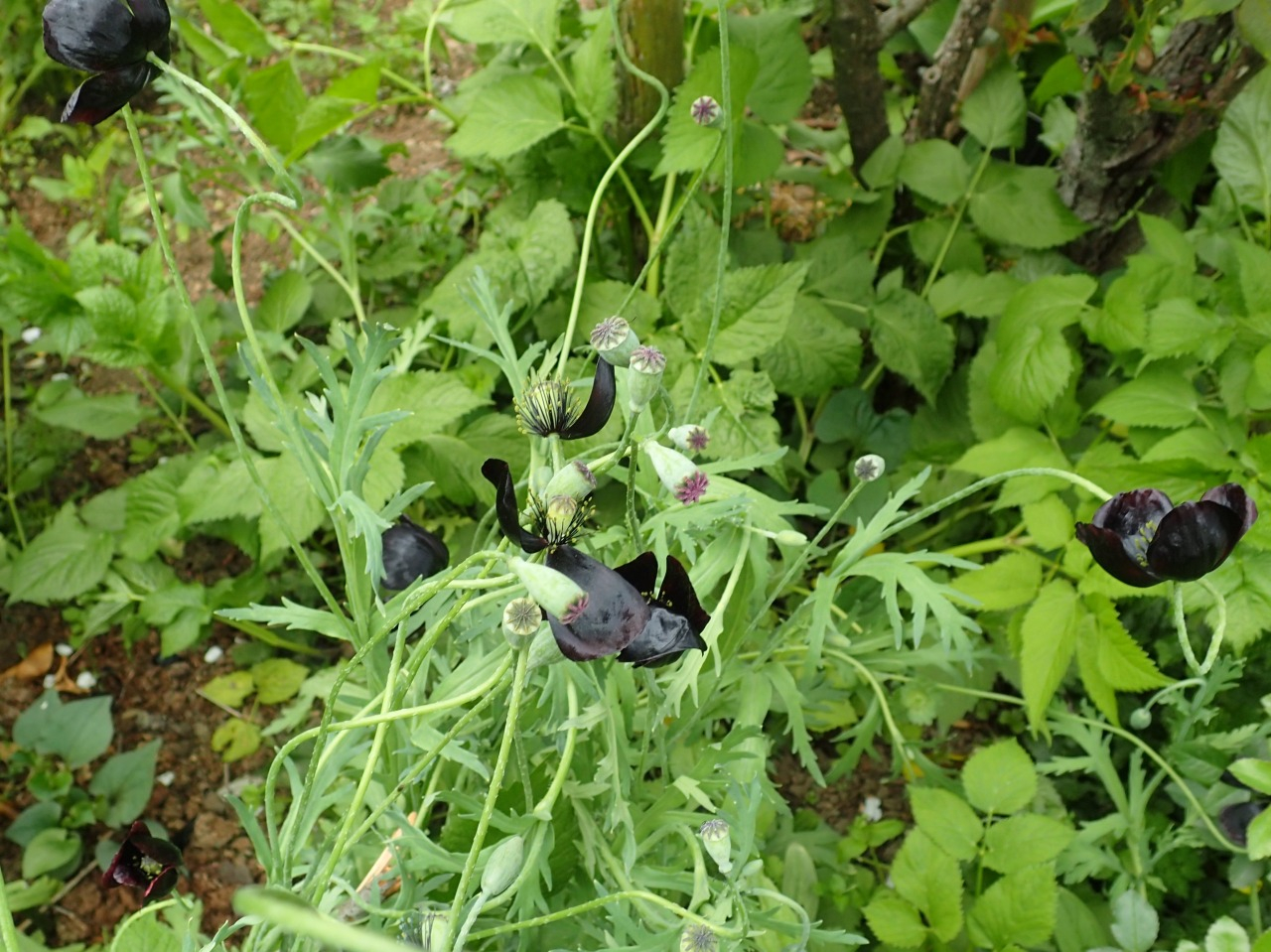 P4201335.JPG