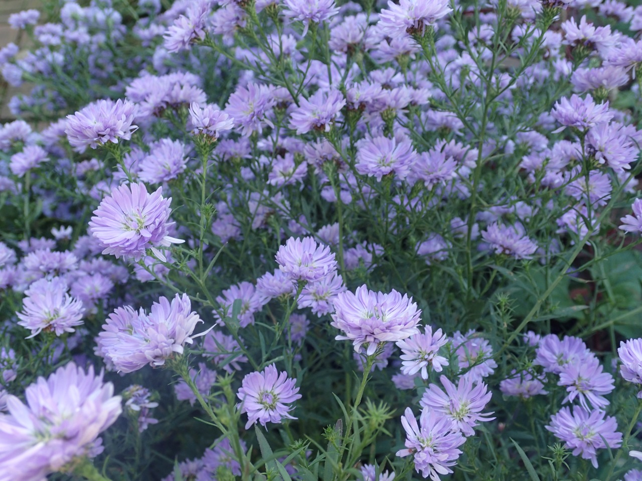 PB170099.JPG