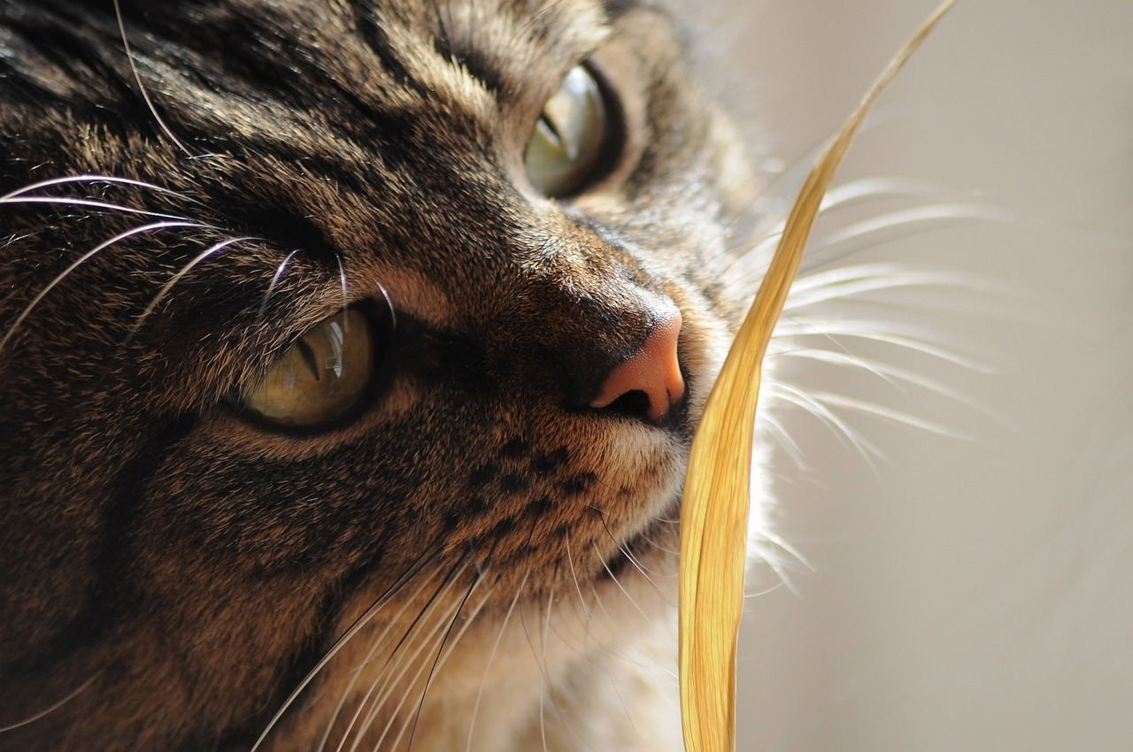 cat-4416972_1280.jpg