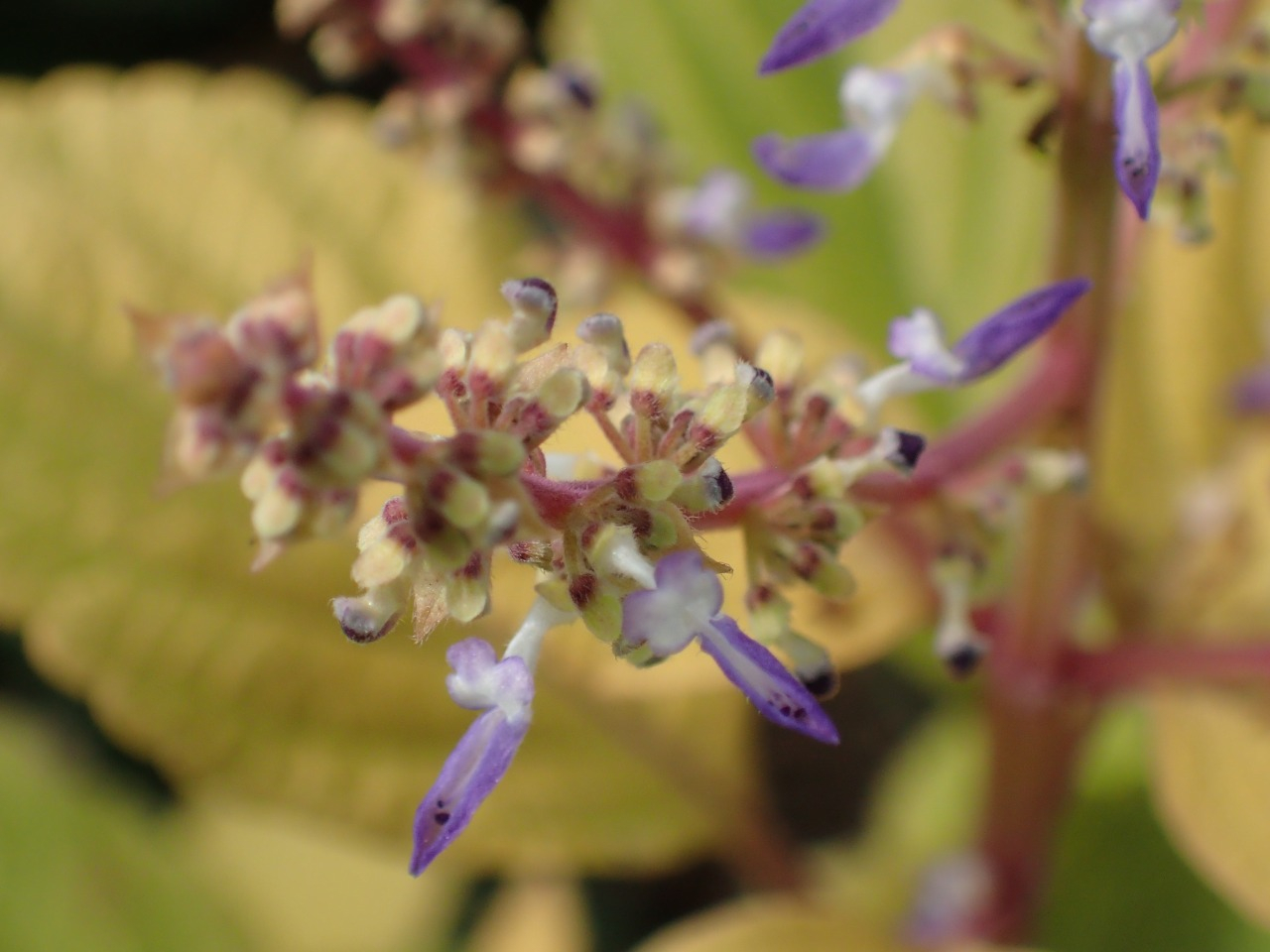 PA120740.JPG