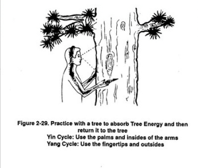 tree-healing-3.jpg