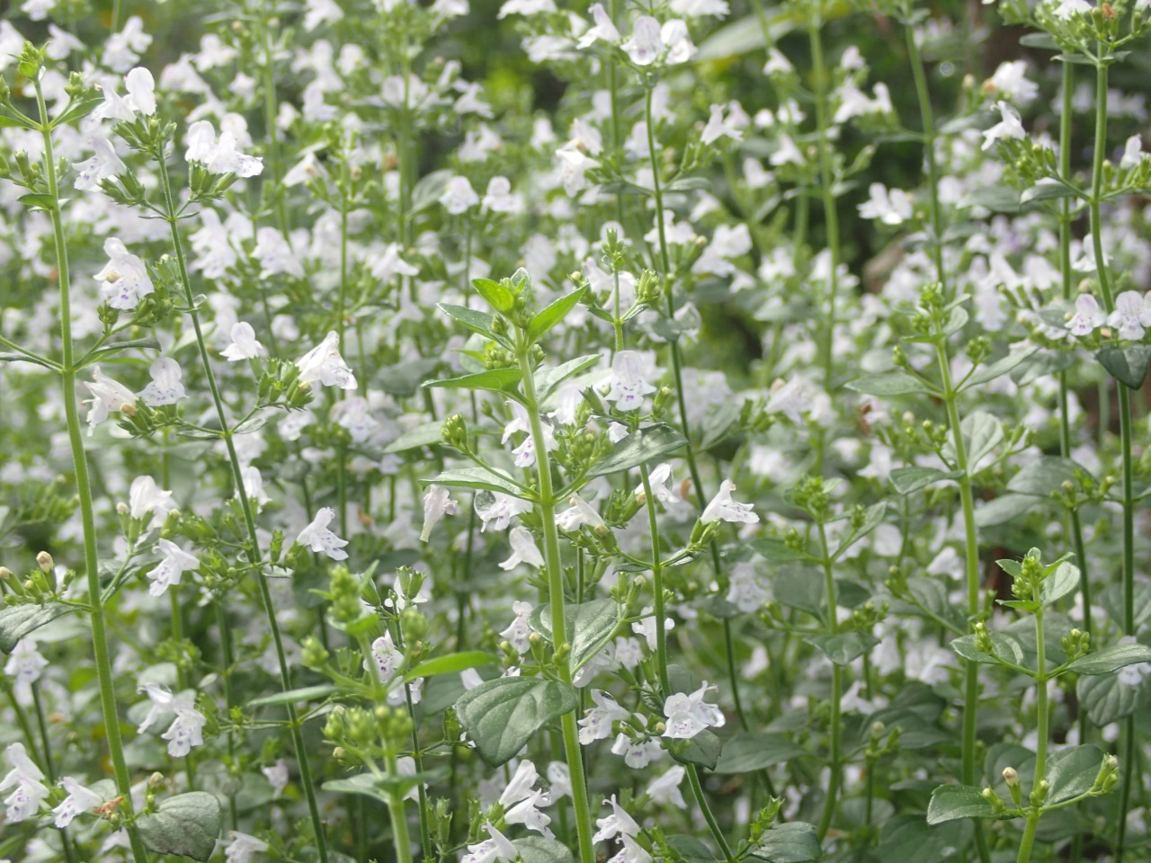 PA120449.JPG