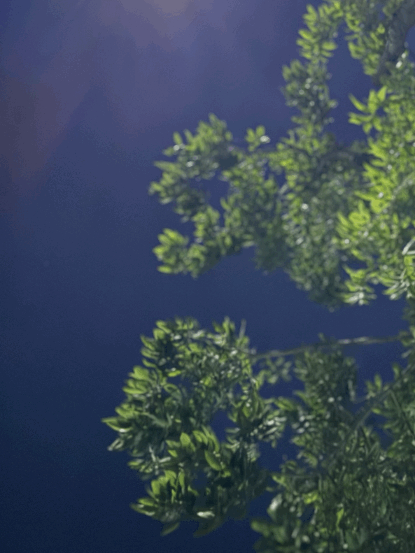 tempImageSvcZSb.gif