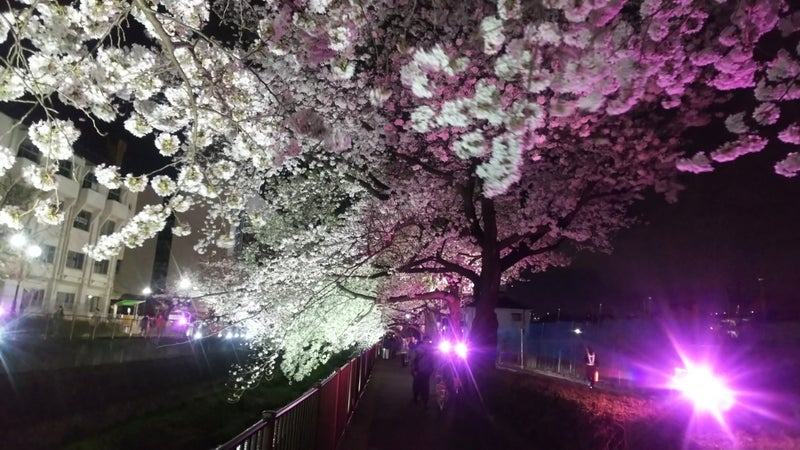 2024年桜17.jpg