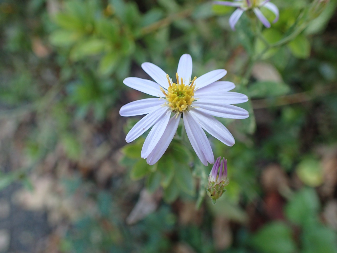 PA221161.JPG