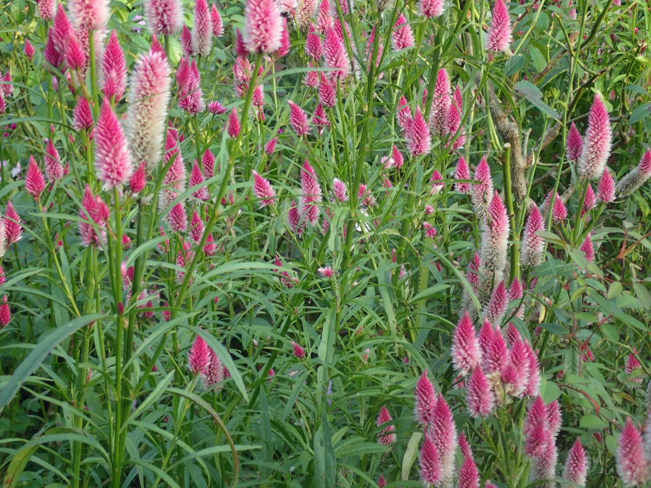 PB171292.JPG
