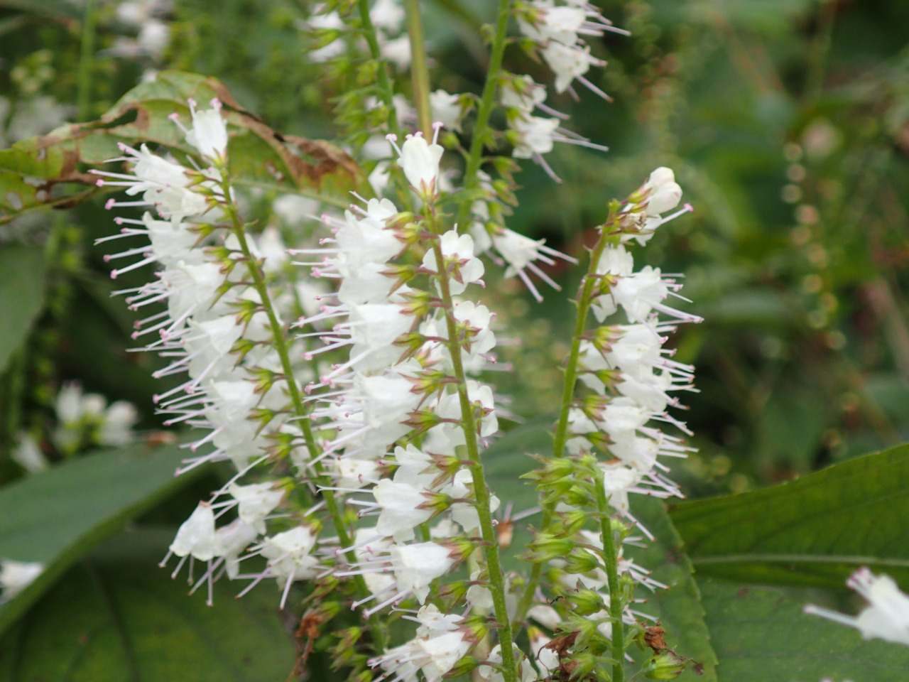 PA120622.JPG
