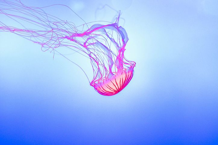 jelly-fish-1288736__480.jpg
