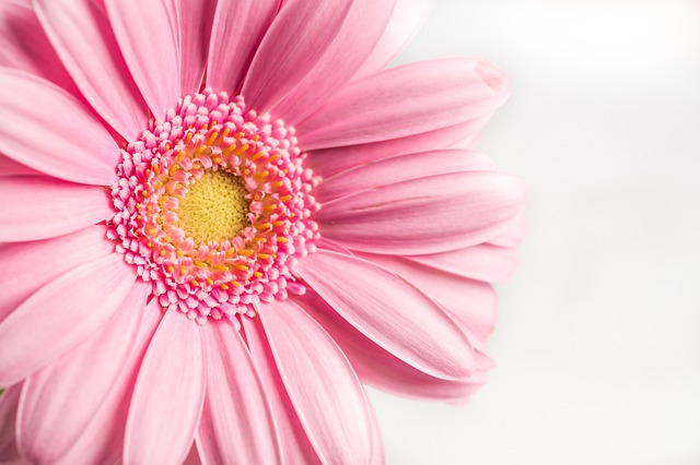 flower-4217867_640.jpg