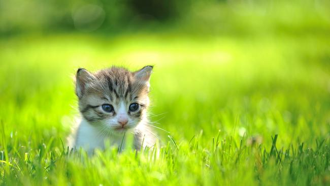 cat2.jfif