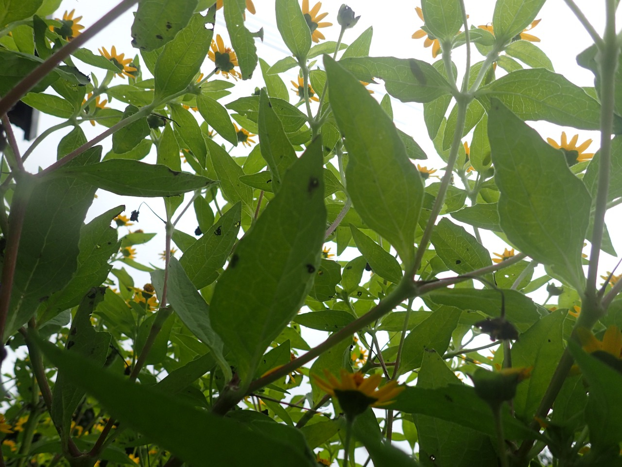 PA060117.JPG