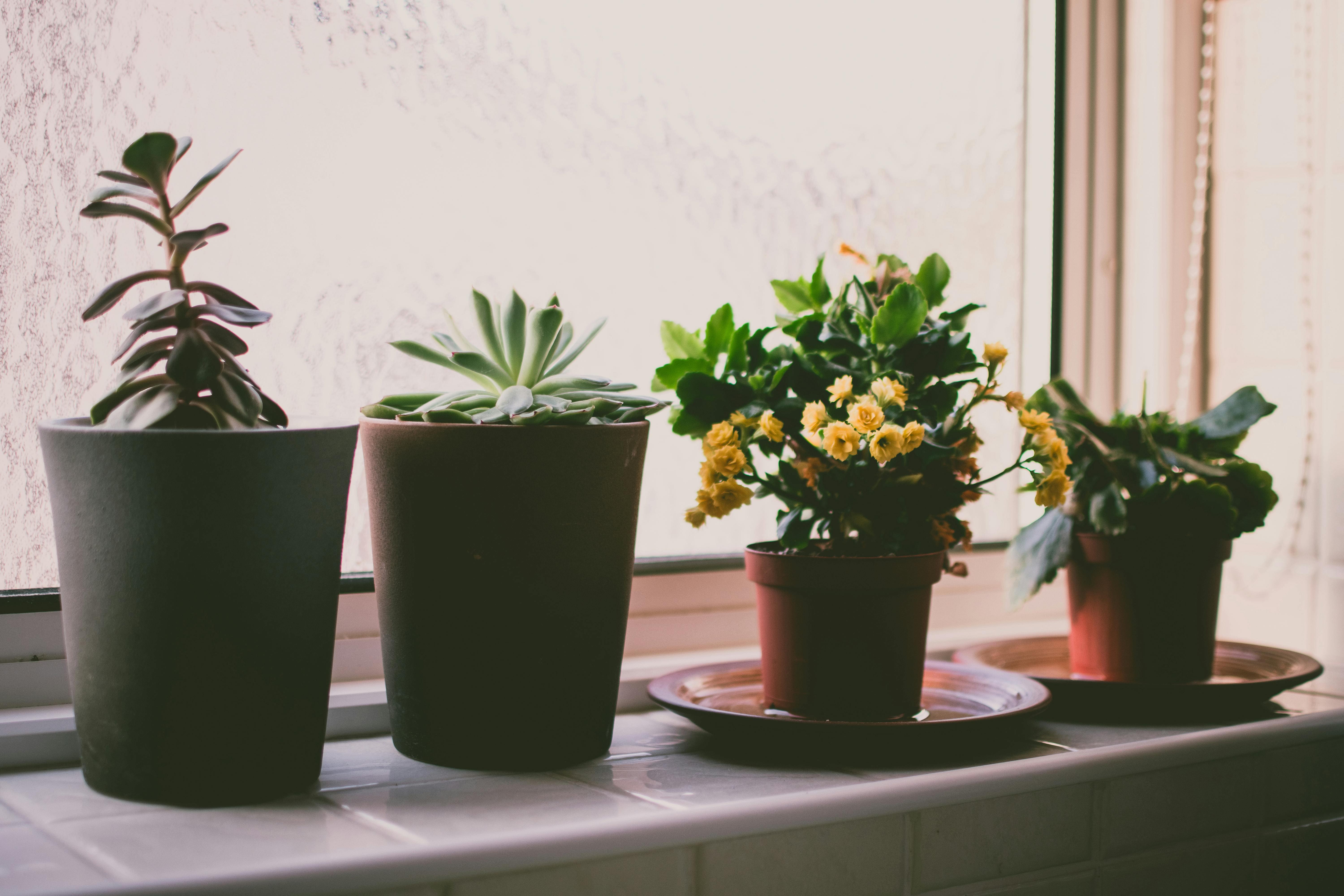 pexels-fotios-photos-1269732-2.jpg