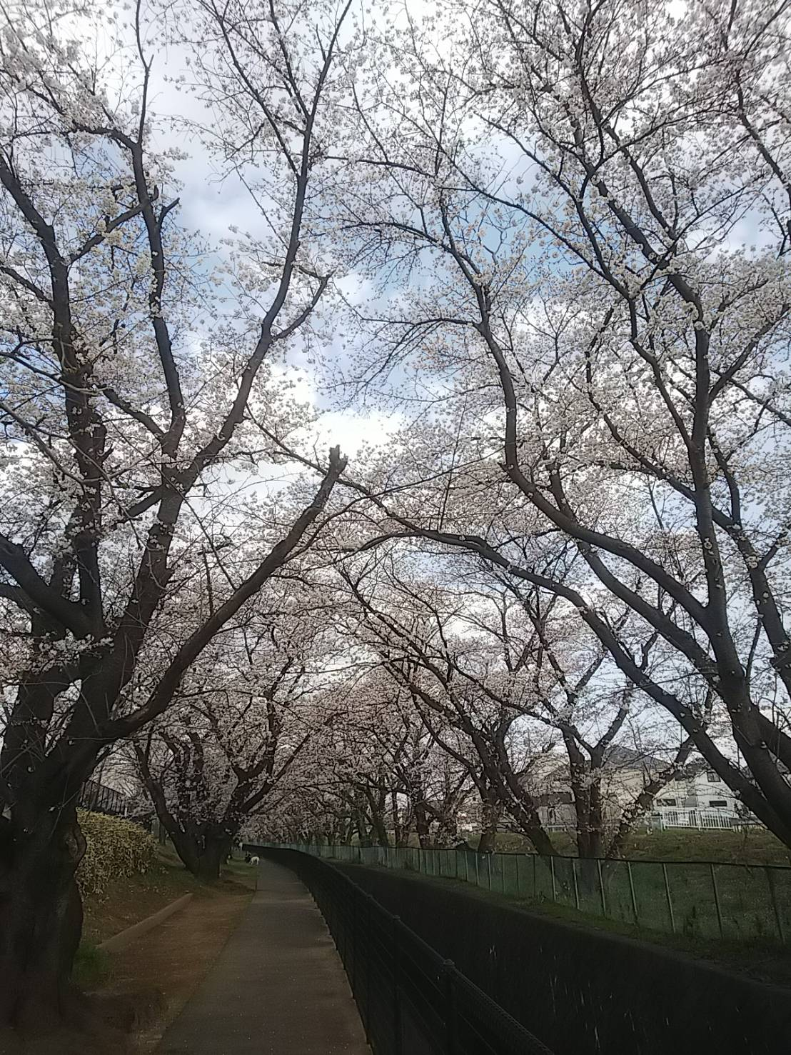 2023年桜（緑地公園）9.jpg