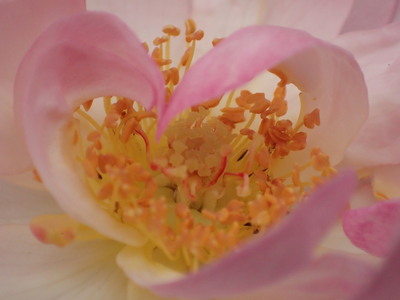 PA260959.JPG