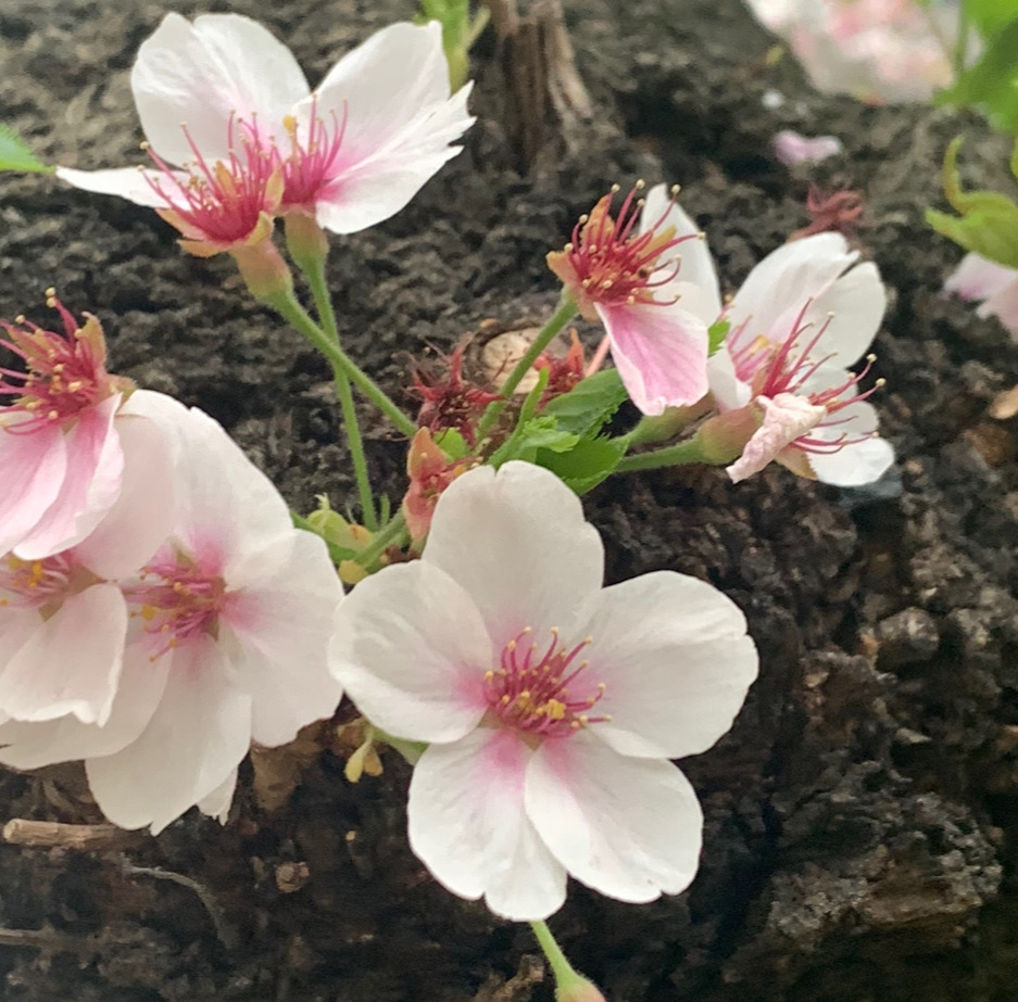桜.jpeg