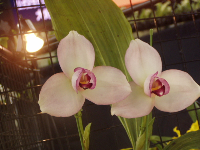 P1010187.JPG