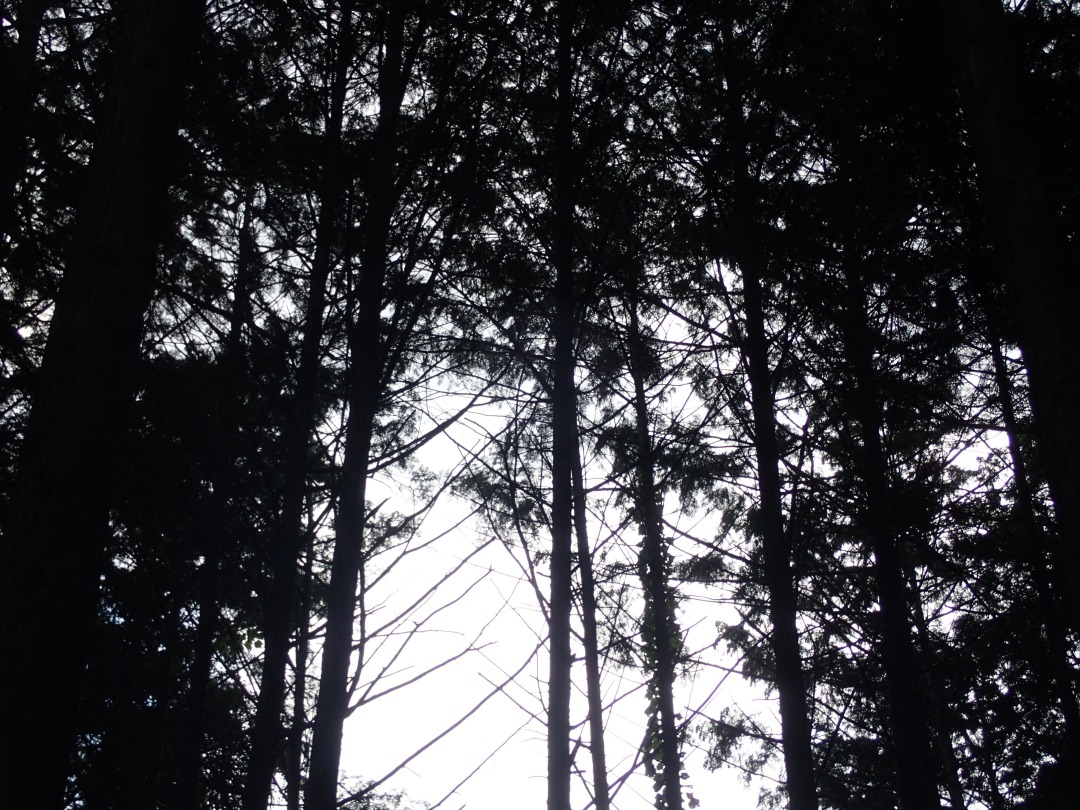 P7220621.JPG