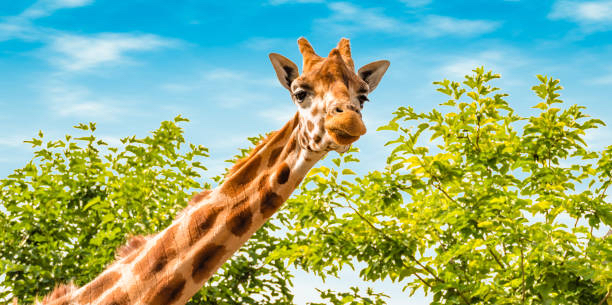 istockphoto-1153367214-612x612.jpg