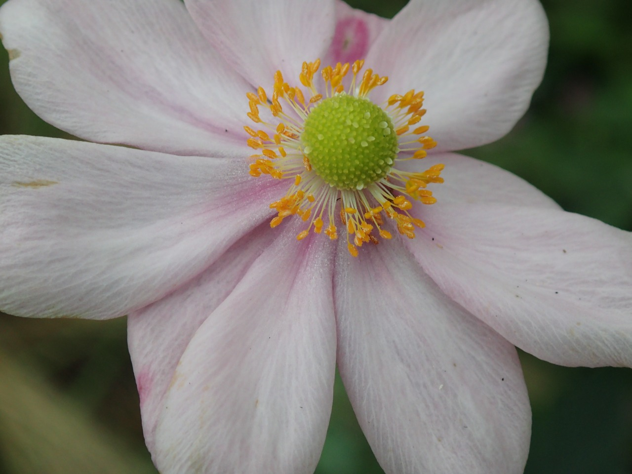 PA261216.JPG