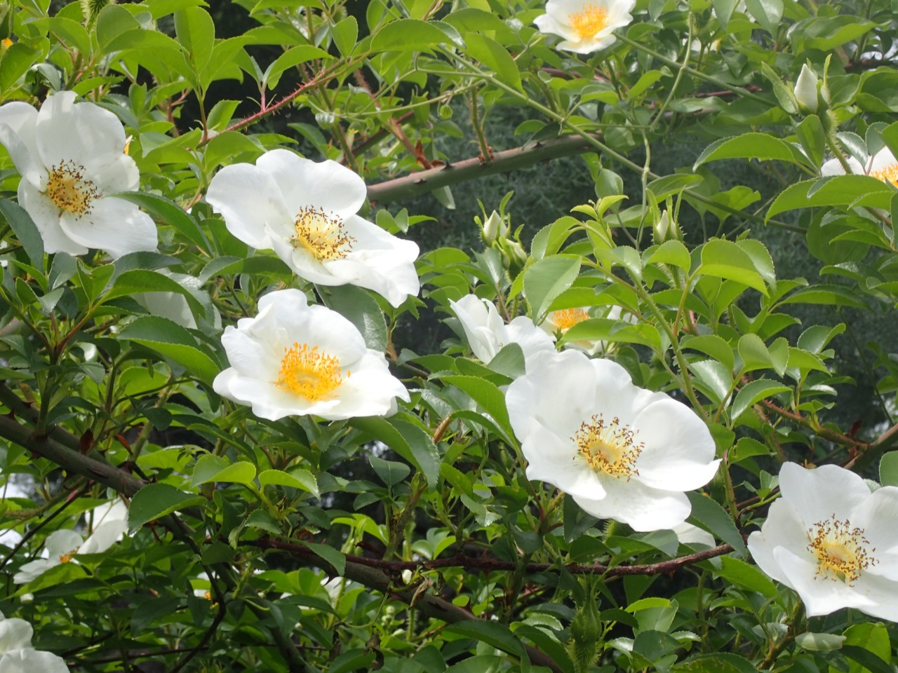 P4290072.JPG