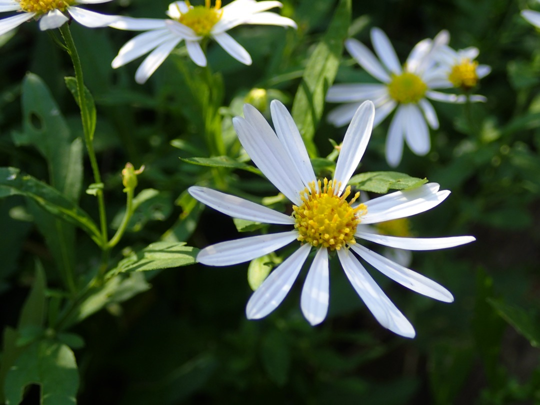 PA100875.JPG