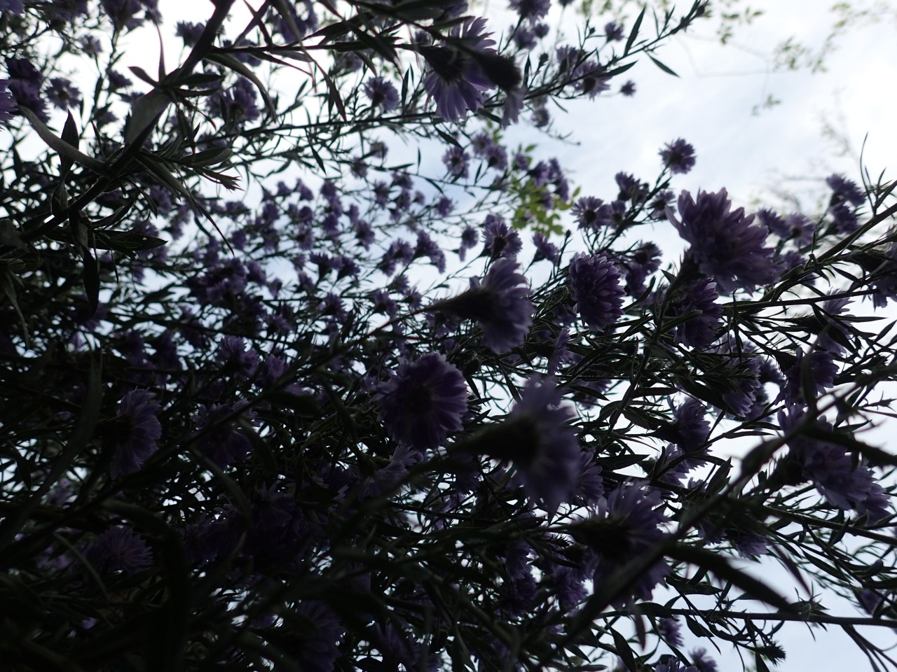 PB080268.JPG