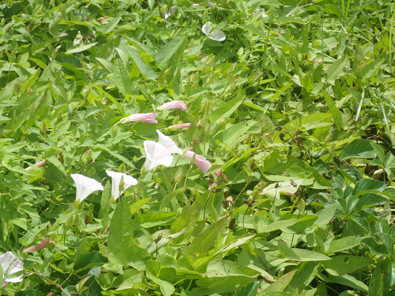 P6220334.JPG