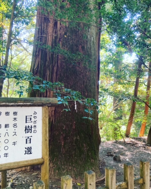 高千穂神社ご神木.jpeg