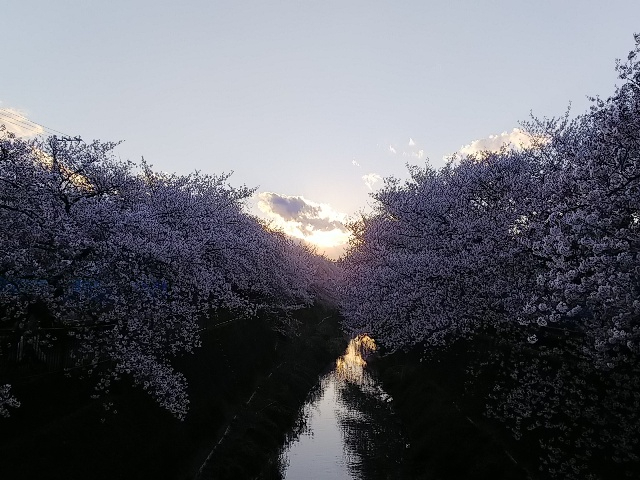2026年の桜・三沢川②3.JPG
