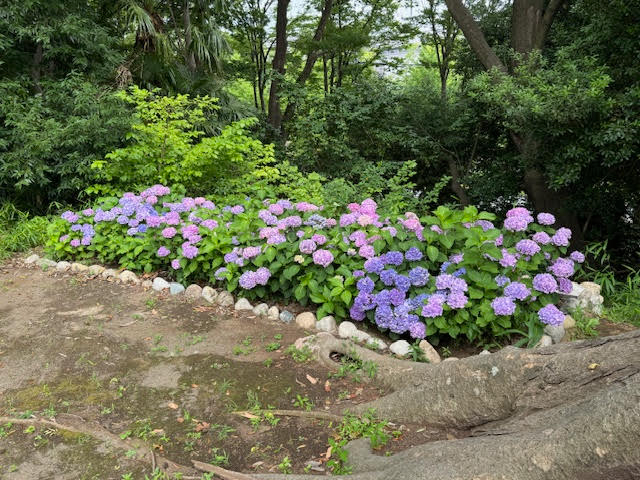 紫陽花.jpg