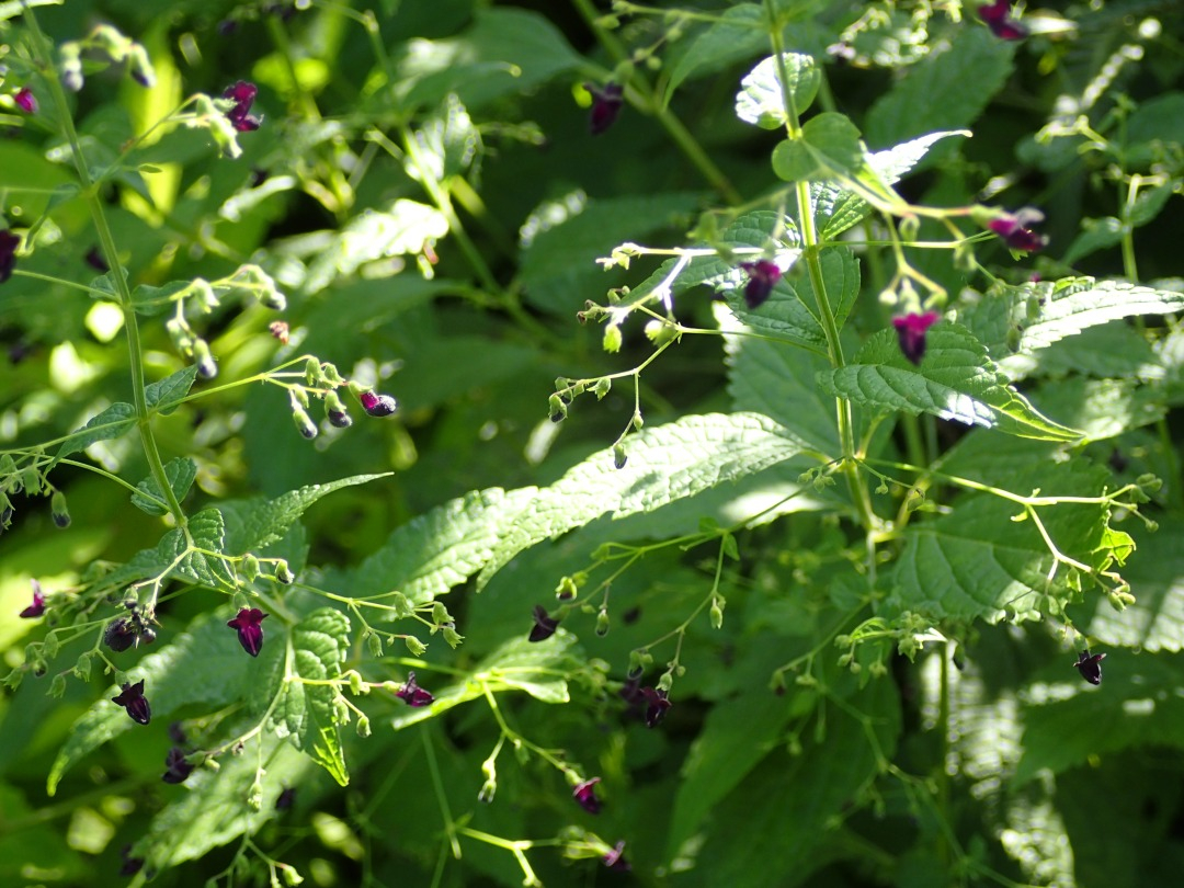 PA100188.JPG