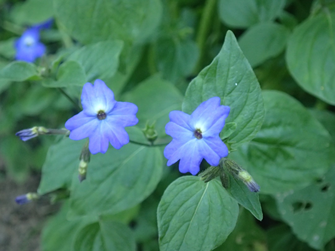 PA101428.JPG