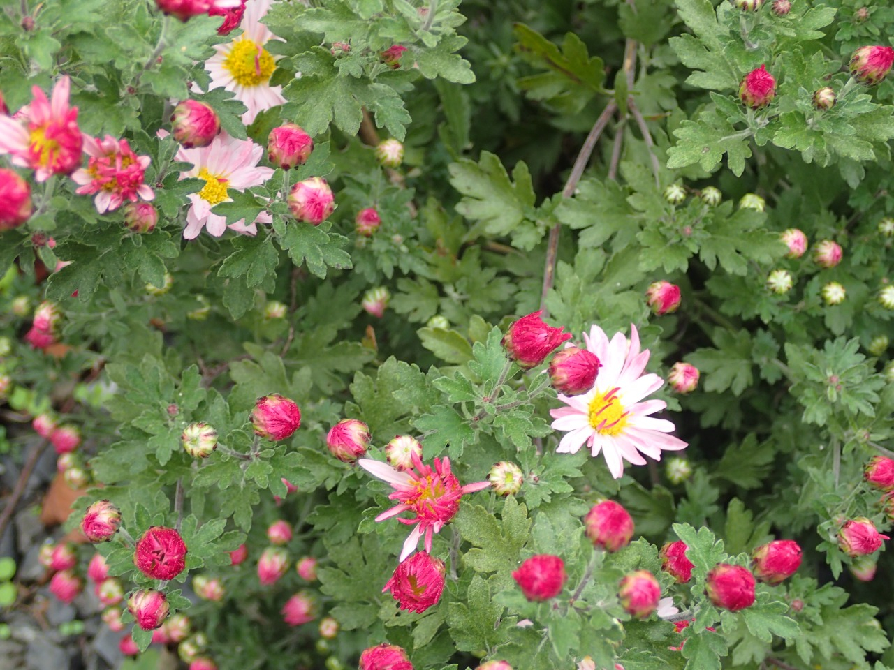 PA261478.JPG