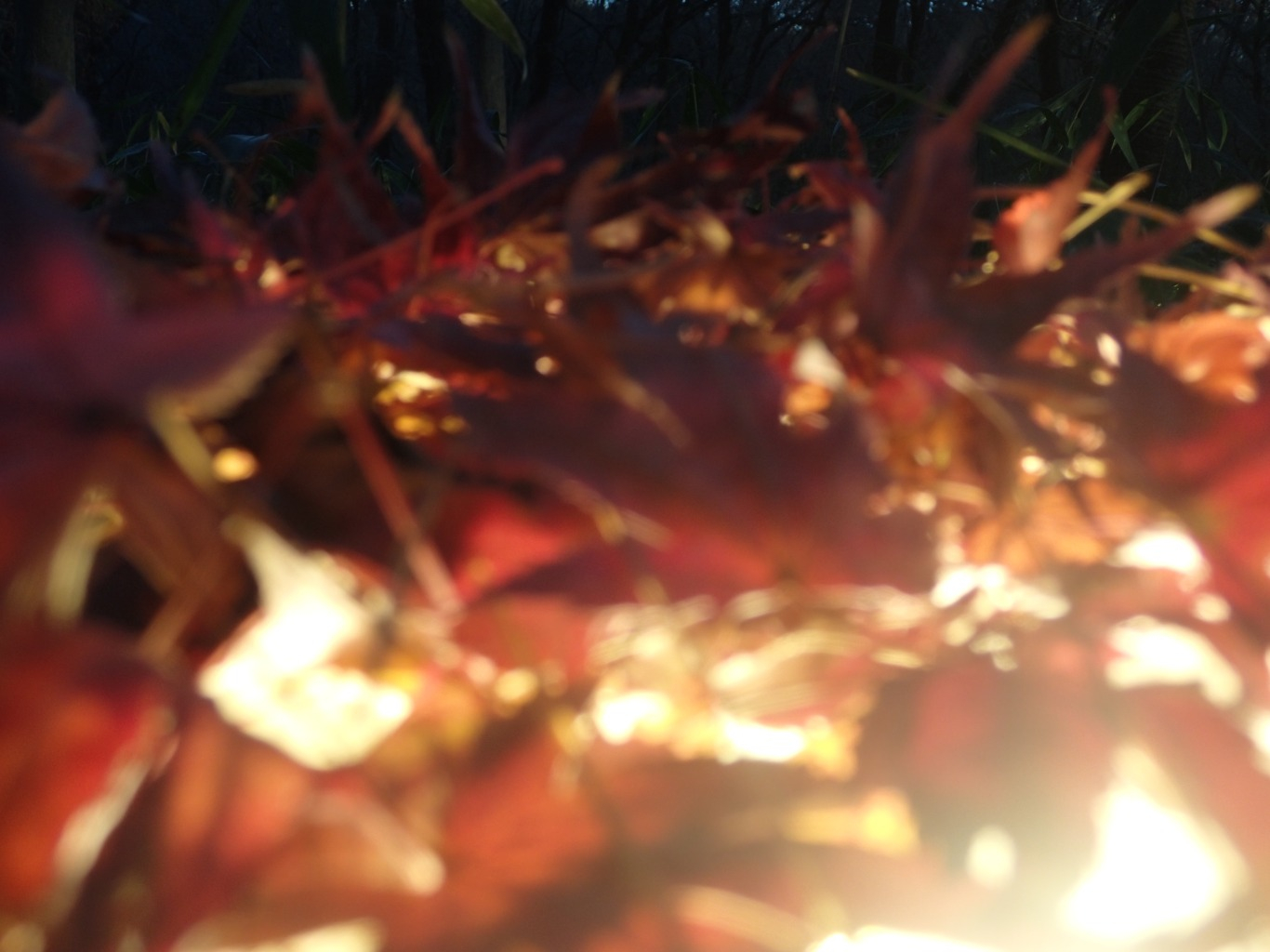 PC221056.JPG