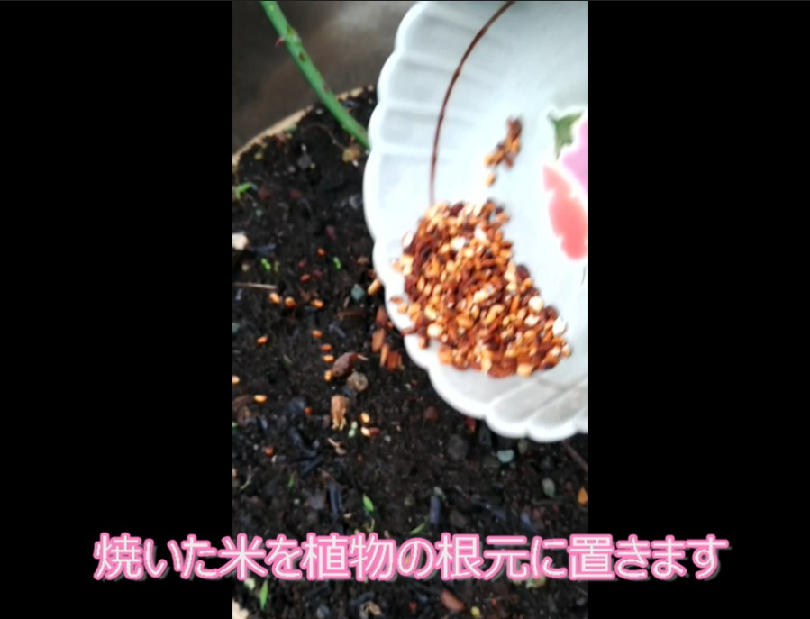 植物の妖精エネルギーを高める方法.jpg