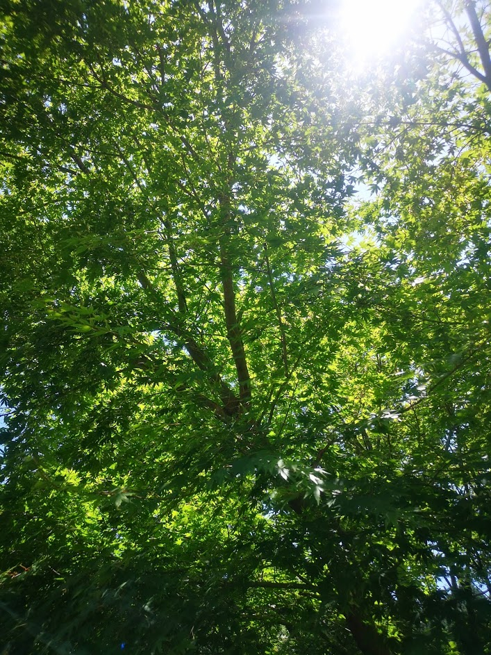 木と太陽.jpg