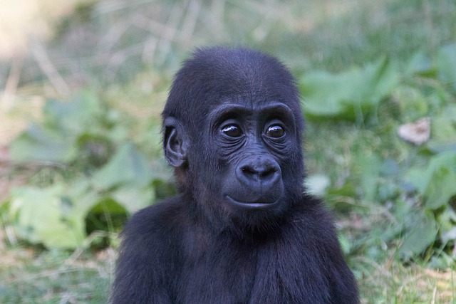 gorilla-gbdf42559f_640.jpg