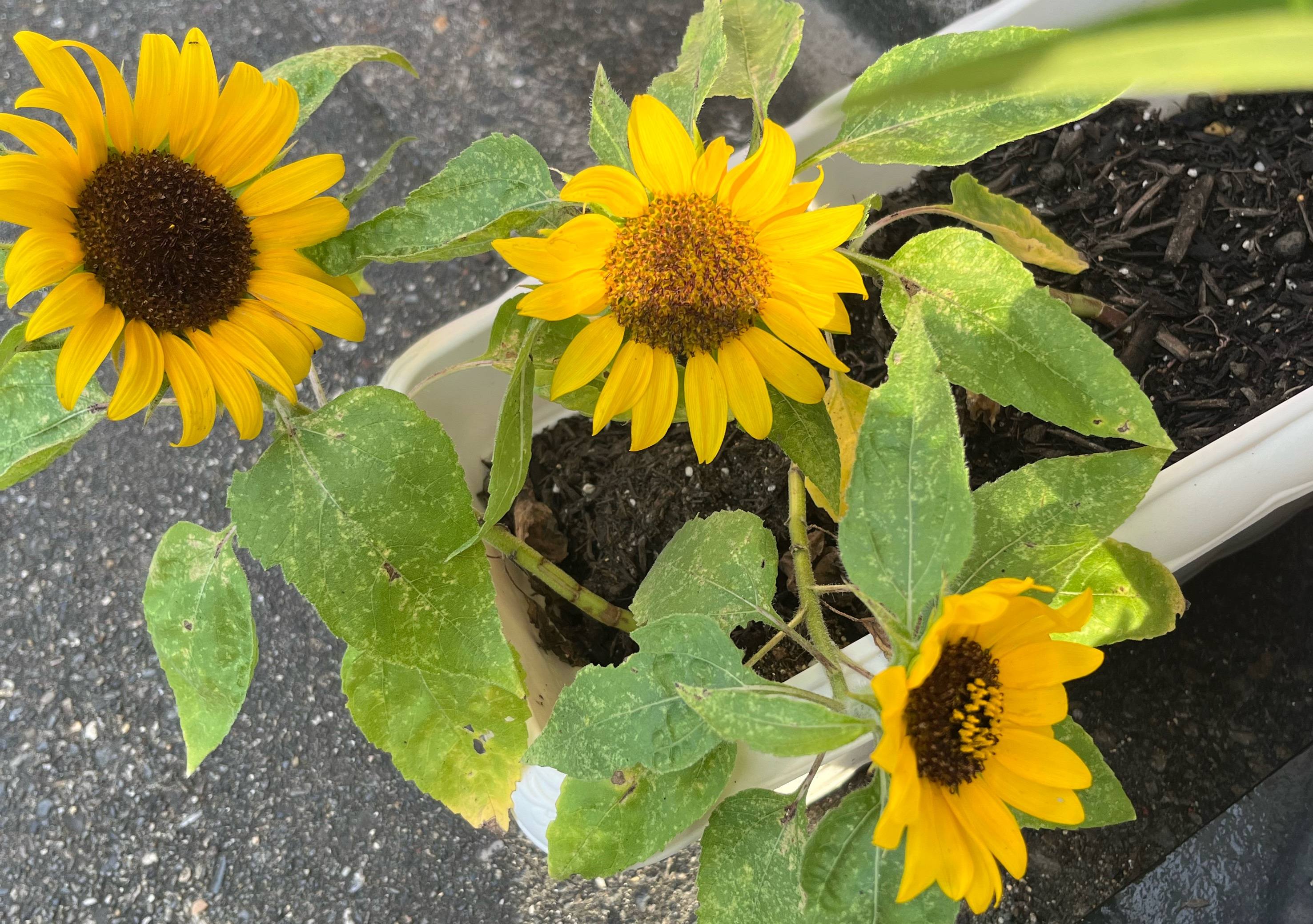 D6CA8428-DEA3-41EA-B37D-1487C1695B0A.JPG