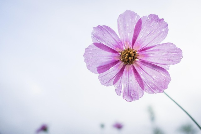 cosmos-flower-1712177_640.jpg