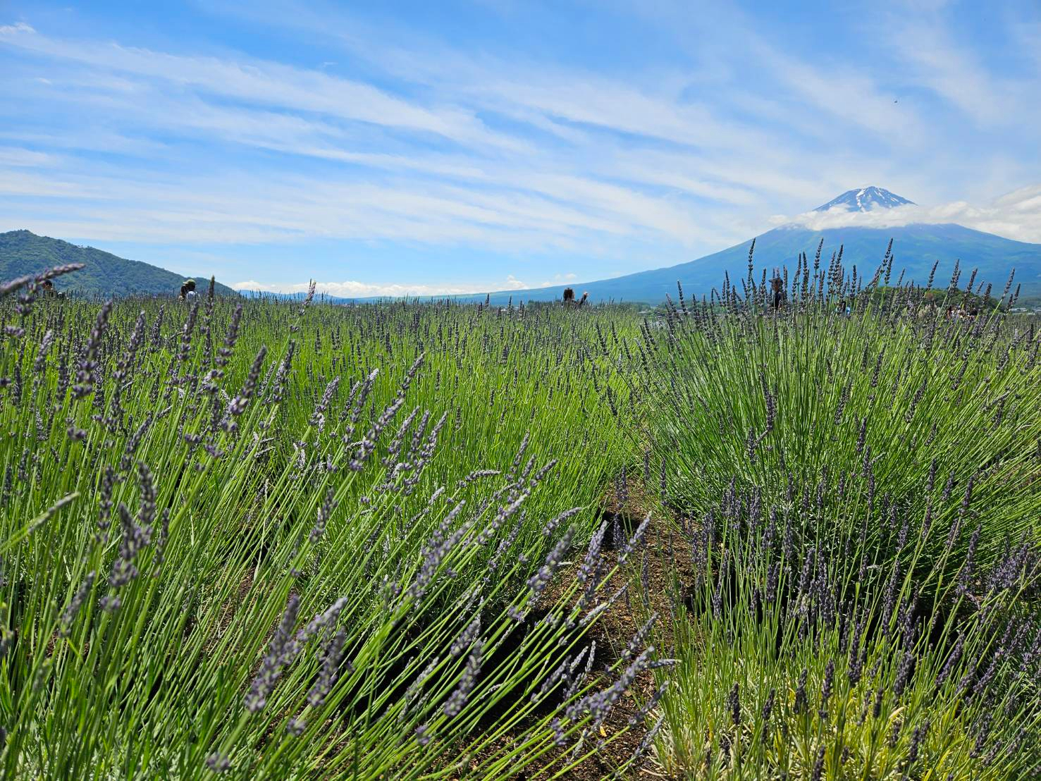 103188_0.jpg
